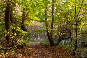 Pathway through Sherwood Forest