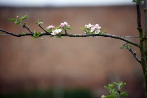 Espaliered branch of a blossoming fruit tree at Clumber Park, Nottinghamshire.