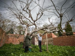 Bramley apple Tree