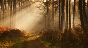 Photo of Sherwood Forest Woodland