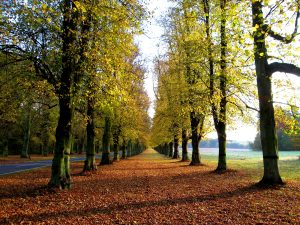 Clumber Park Tree Line