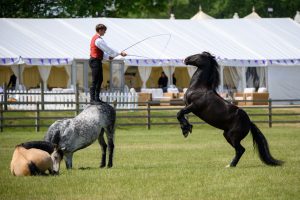 Man standing on a horse with a whip, guiding another horse in a show.
