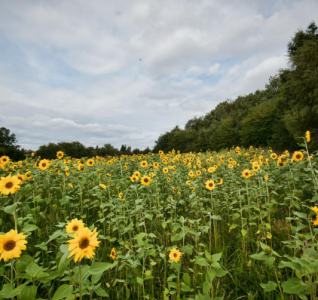 Field of Sunflowers