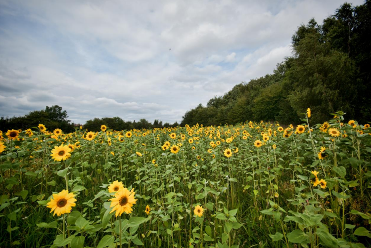 Field of Sunflowers