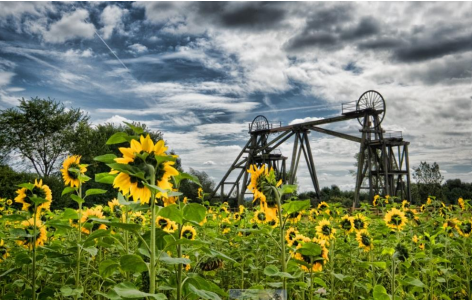 Field of sunflowers with coal mining stacks in the background