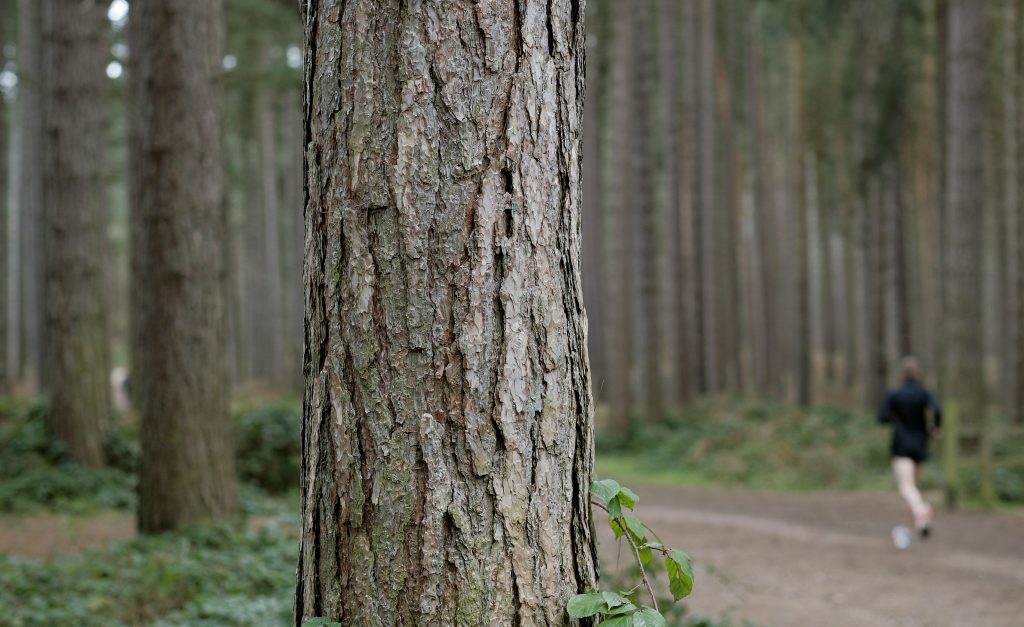 Photo of a tree in the forest with someone going for a jog in the background