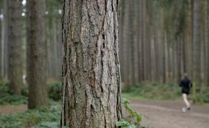 Photo of a tree in the forest with someone going for a jog in the background