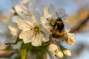A bee on a cherry blossom