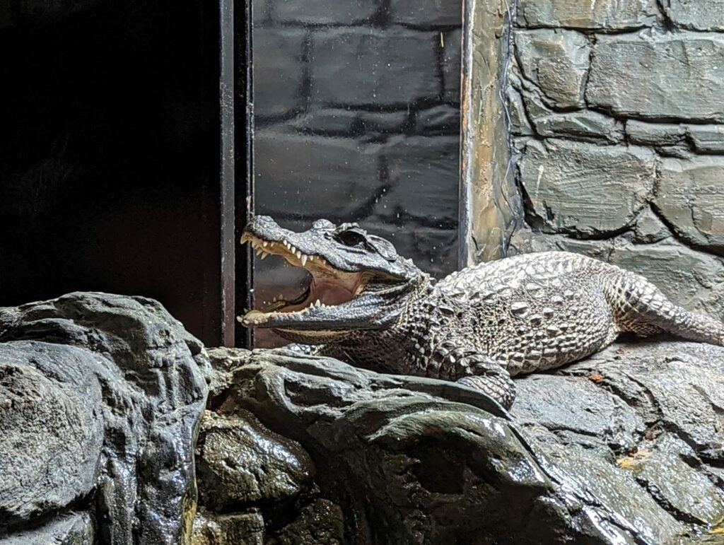 A photo of Nellie, the african dwarf crocodile at white post farm