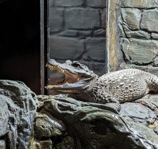 A photo of Nellie, the african dwarf crocodile at white post farm