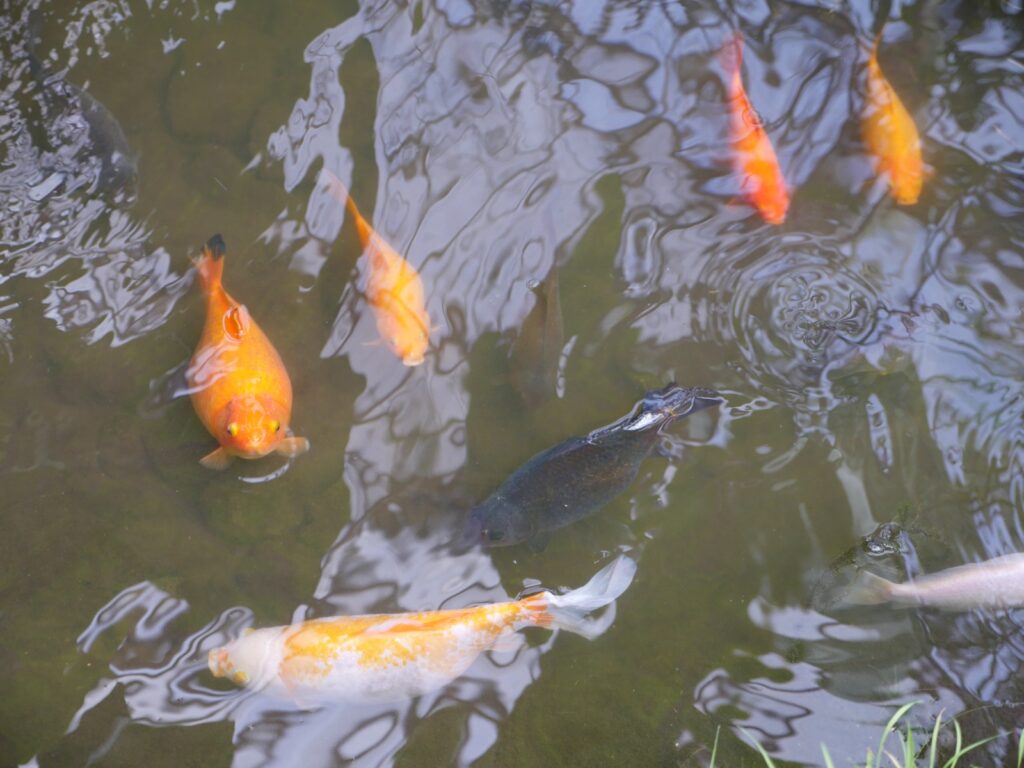 Fish (carp) at the Tropical Butterfly House