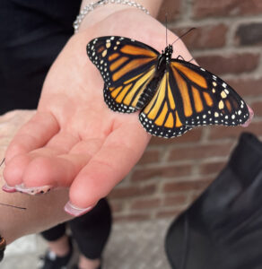 An orange and black butterfly on someone's hand