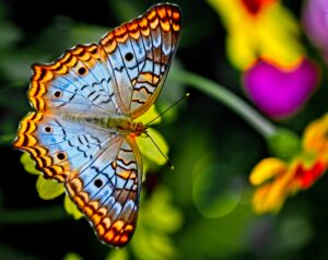 Blue and orange butterfly