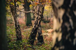 Trees near mansfield UK