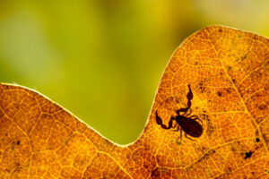 Silhouette of a Psudoscorpion on a leaf, latin name Chernes cimicoides