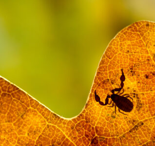 Silhouette of a Psudoscorpion on a leaf, latin name Chernes cimicoides
