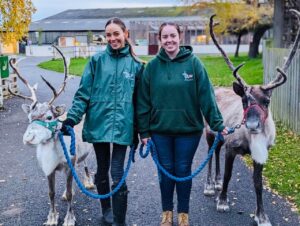 Reindeers will be at Light Post Farm