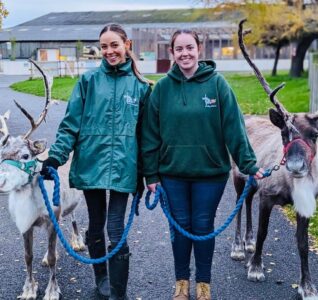 Reindeers will be at Light Post Farm