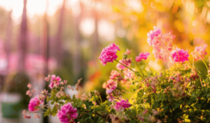 Photo of a garden