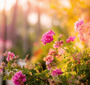 Photo of a garden