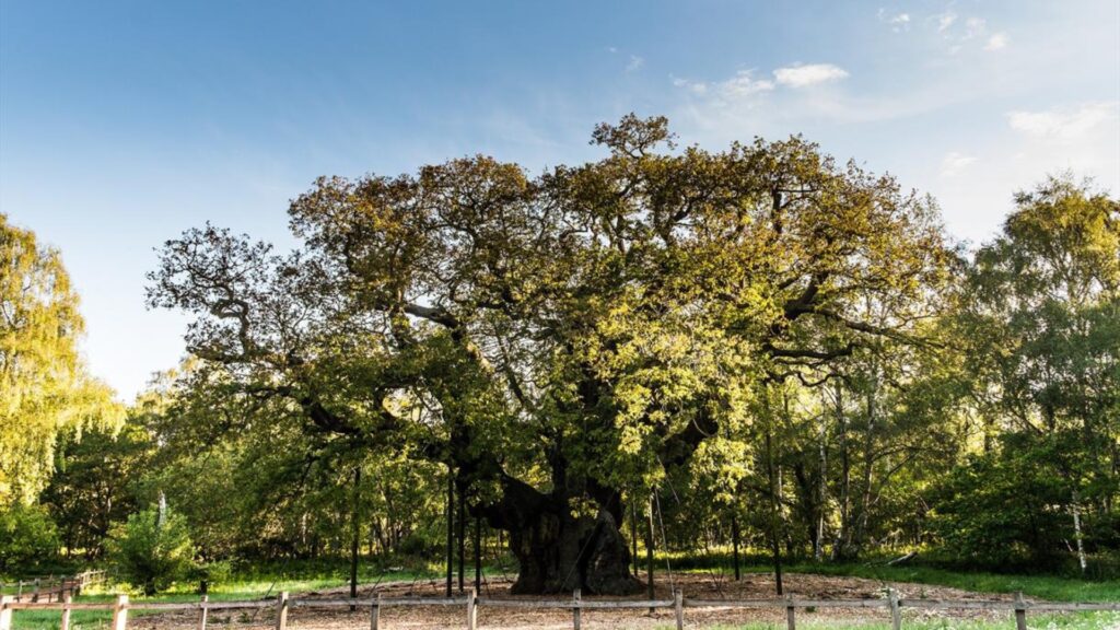 major oak