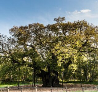 major oak