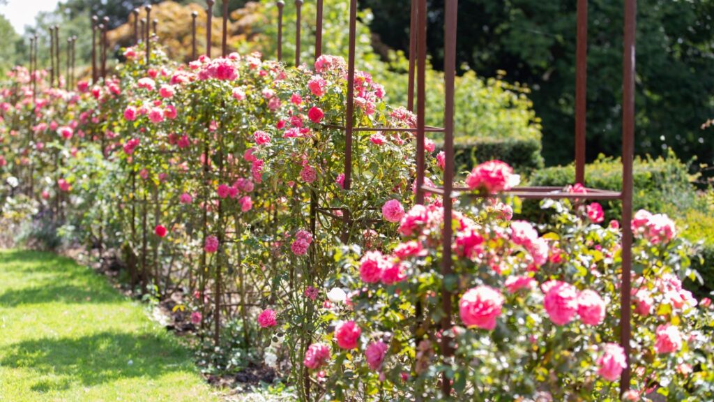 flower garden