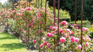 flower garden