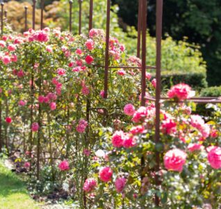 flower garden